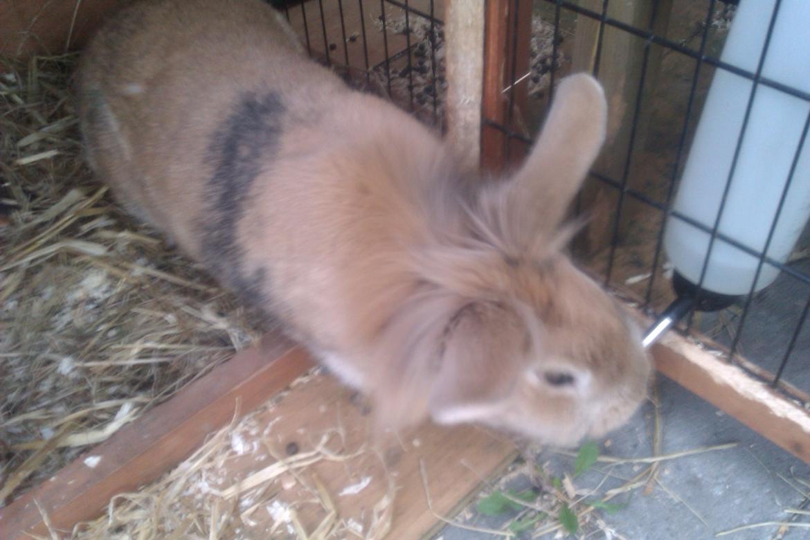 Kanin marsvin billede 5