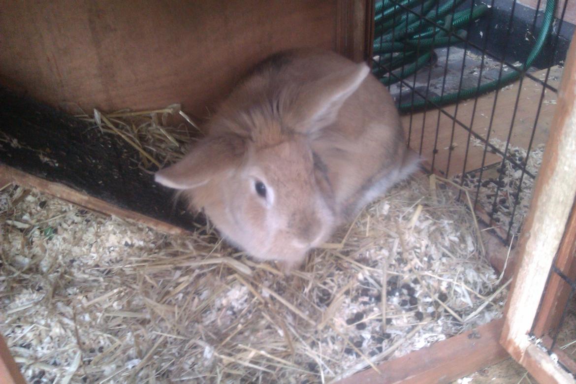 Kanin marsvin billede 6