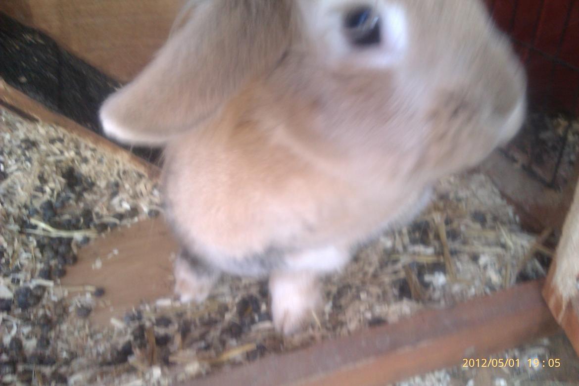 Kanin marsvin billede 7
