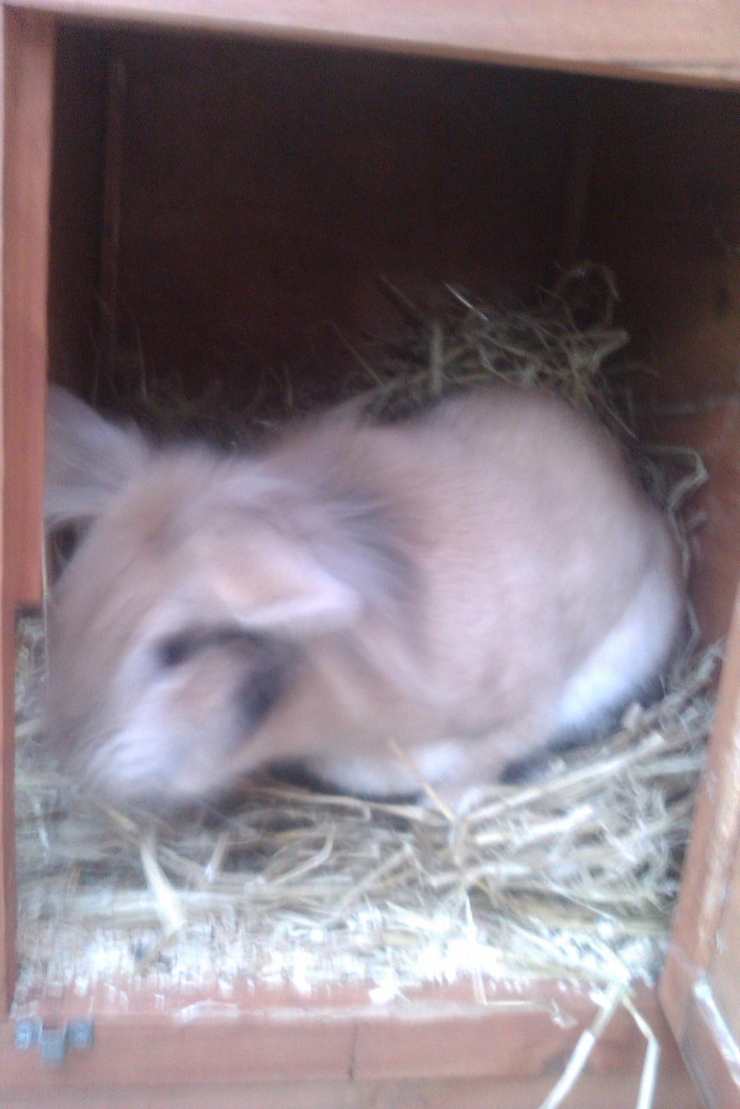 Kanin marsvin billede 8