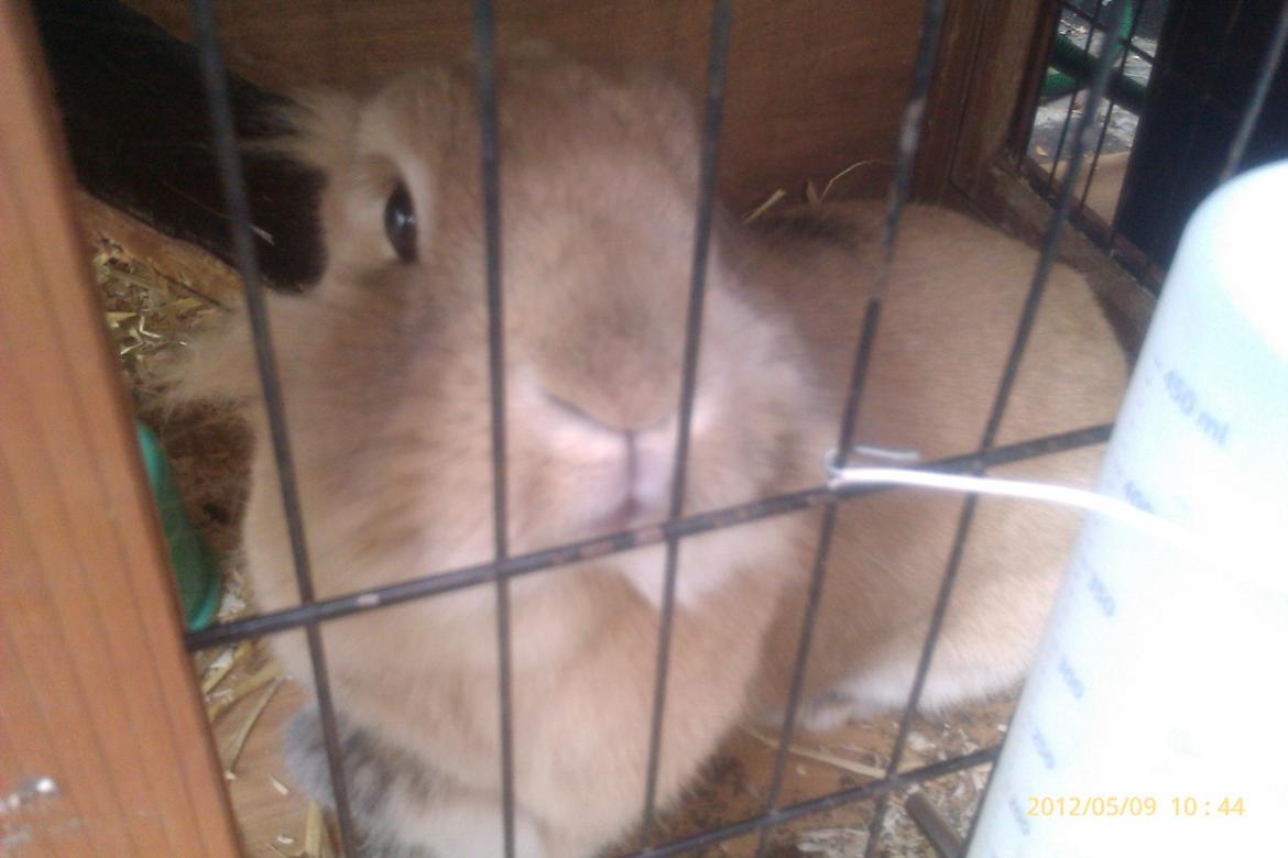 Kanin marsvin billede 9