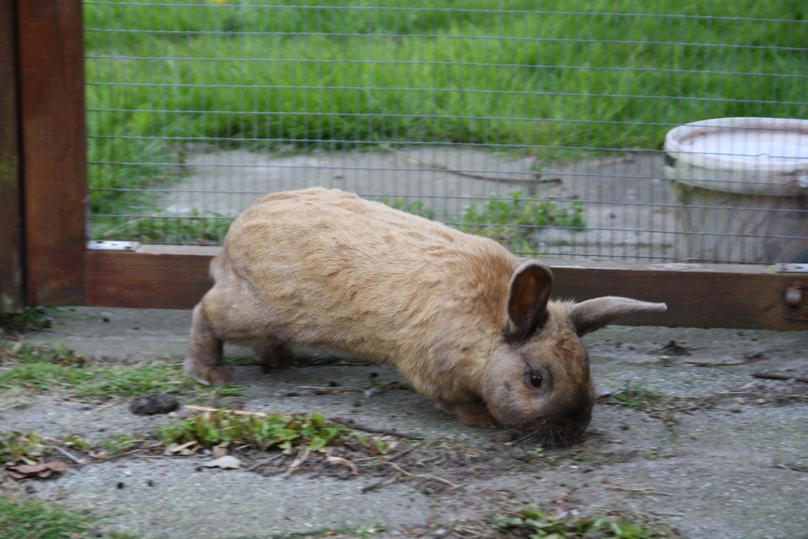 Kanin Shanka billede 7