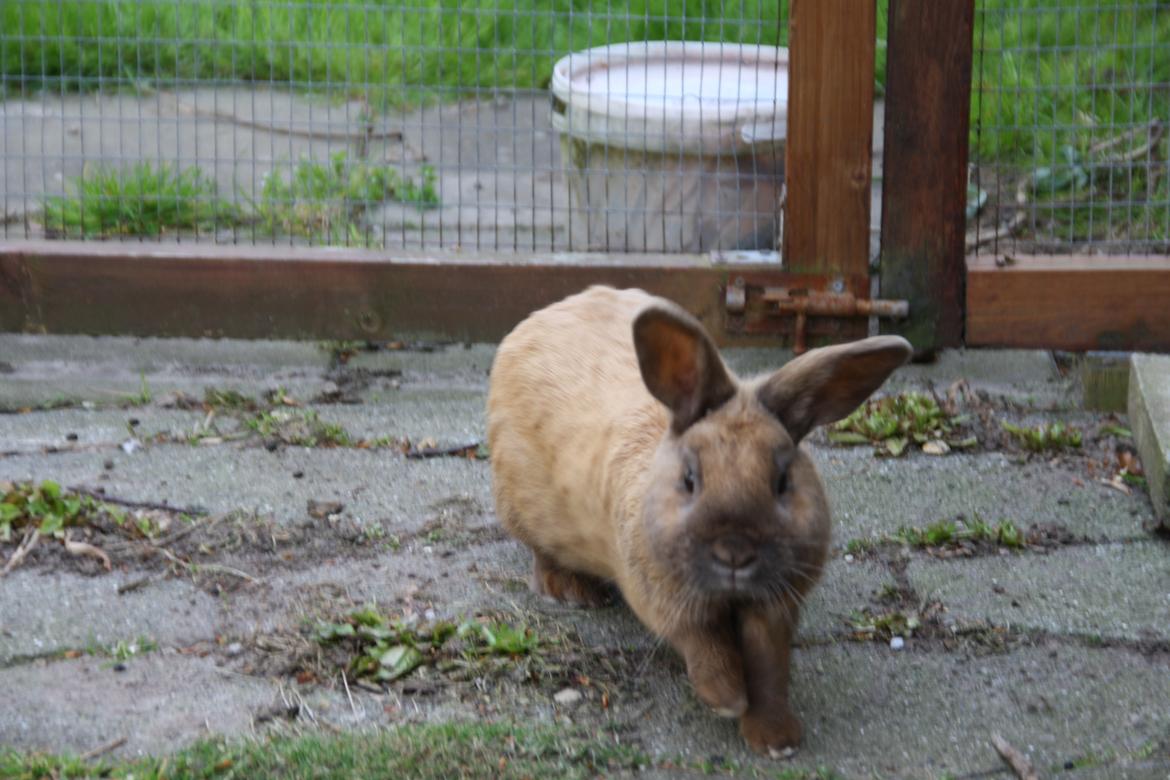 Kanin Shanka billede 8