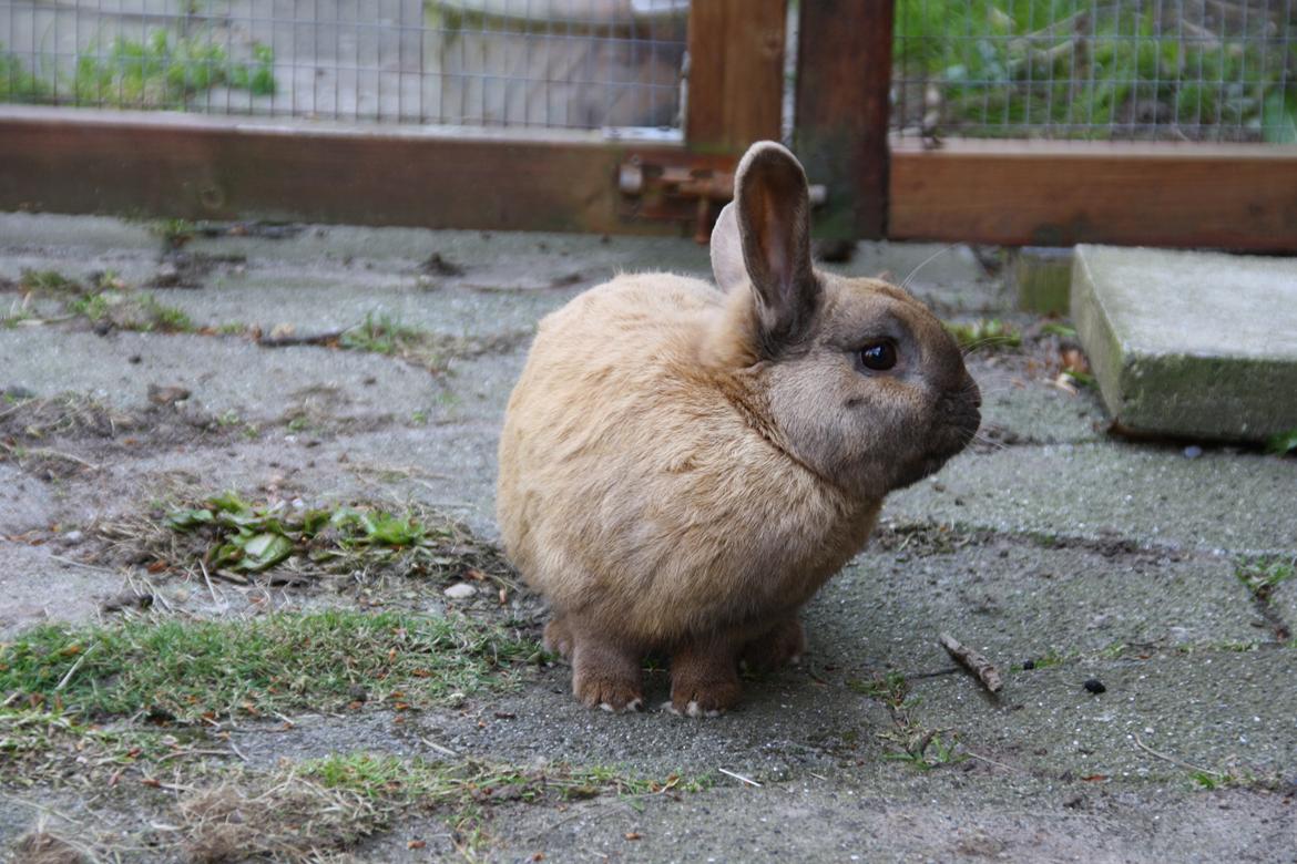 Kanin Shanka billede 9