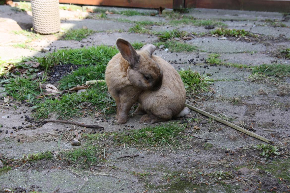 Kanin Shanka billede 10