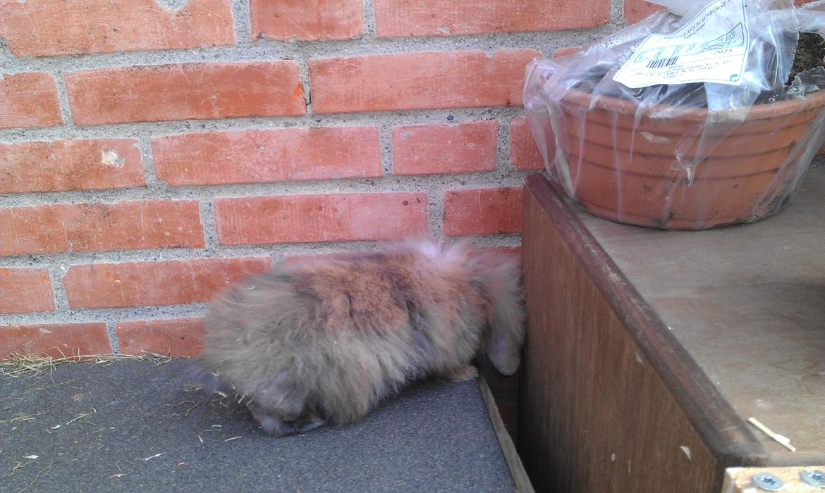 Kanin Roulade billede 6