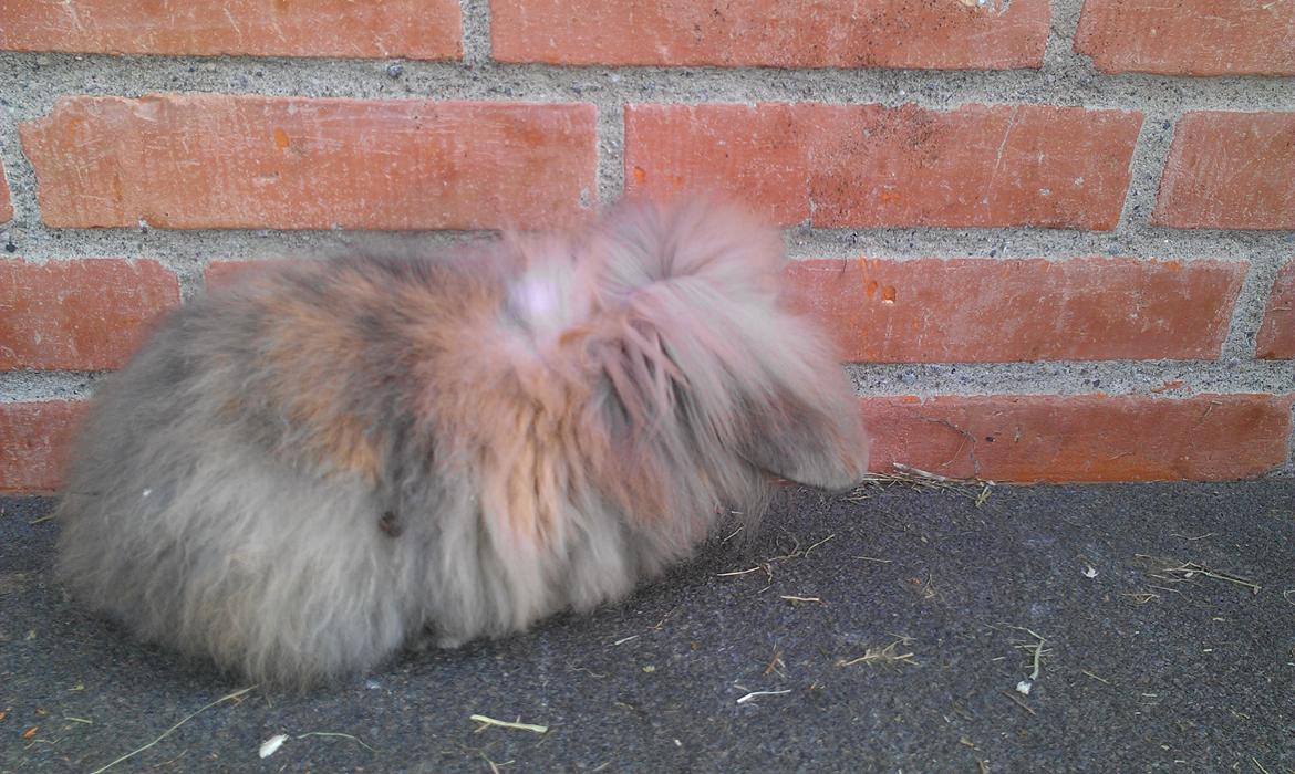 Kanin Roulade billede 11