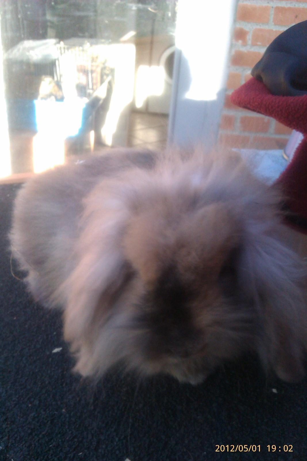 Kanin Roulade billede 19