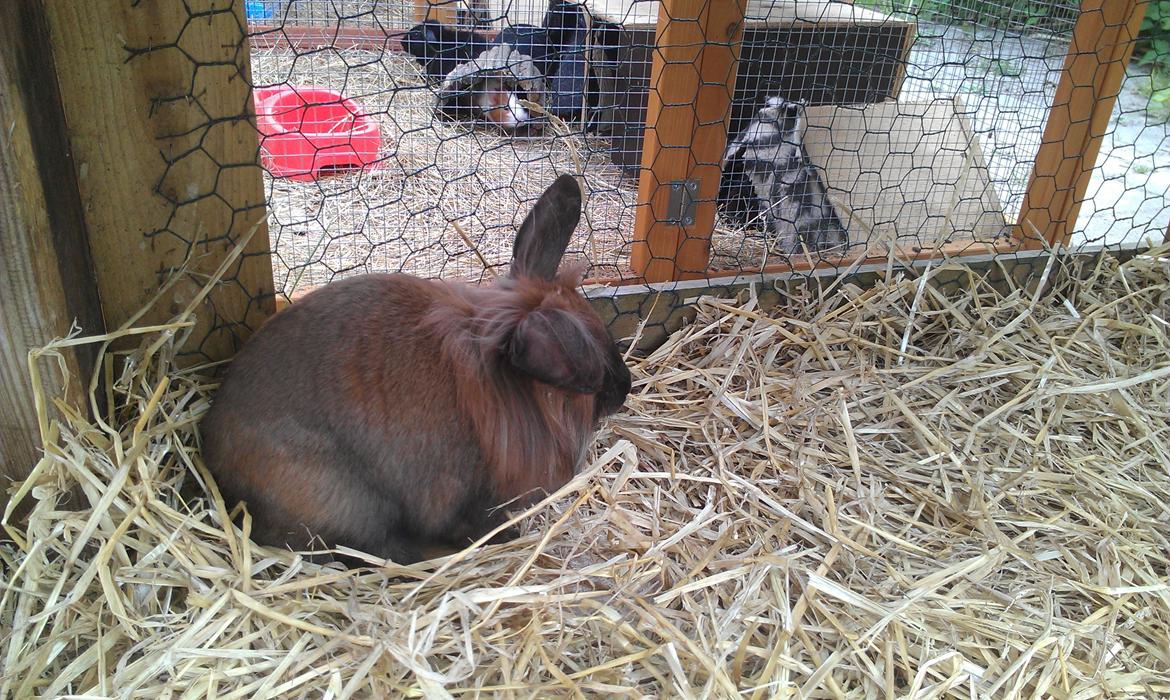 Kanin Malagas AP Want the world billede 2