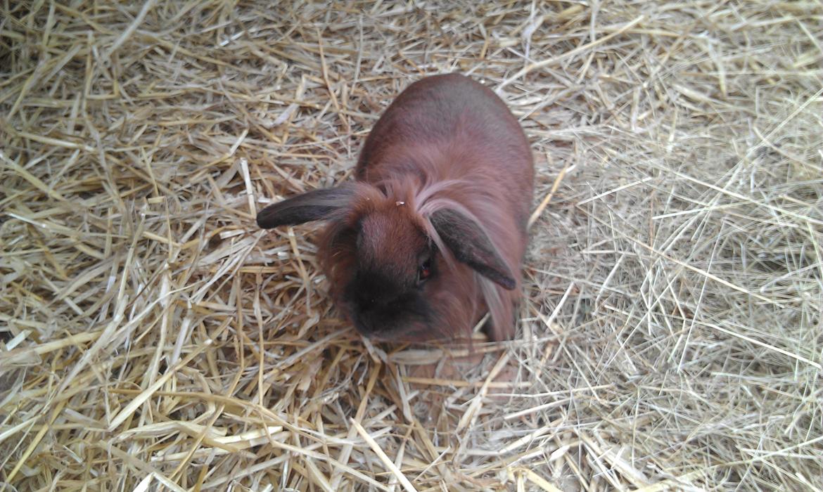 Kanin Malagas AP Want the world billede 4