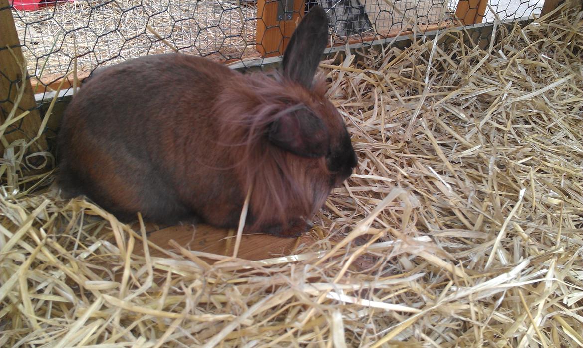 Kanin Malagas AP Want the world billede 5