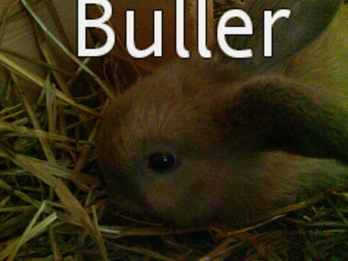 Kanin Buller - Hej og velkommen til Buller`s profil billede 1