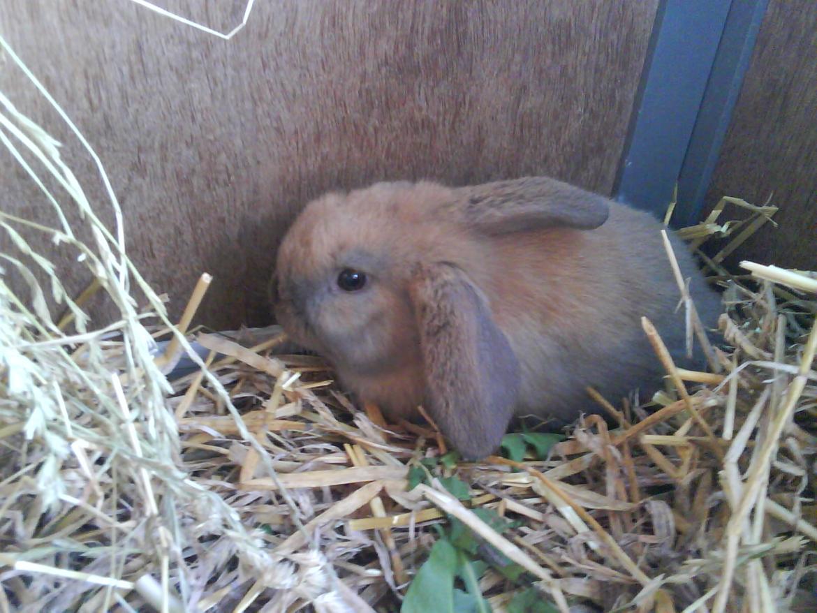 Kanin Buller - Det var lige da vi havdet købt ham så sad han inde i et lille bur :) billede 2