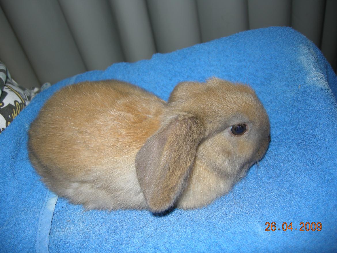 Kanin Buller - Buller sidder på mit skød  billede 3