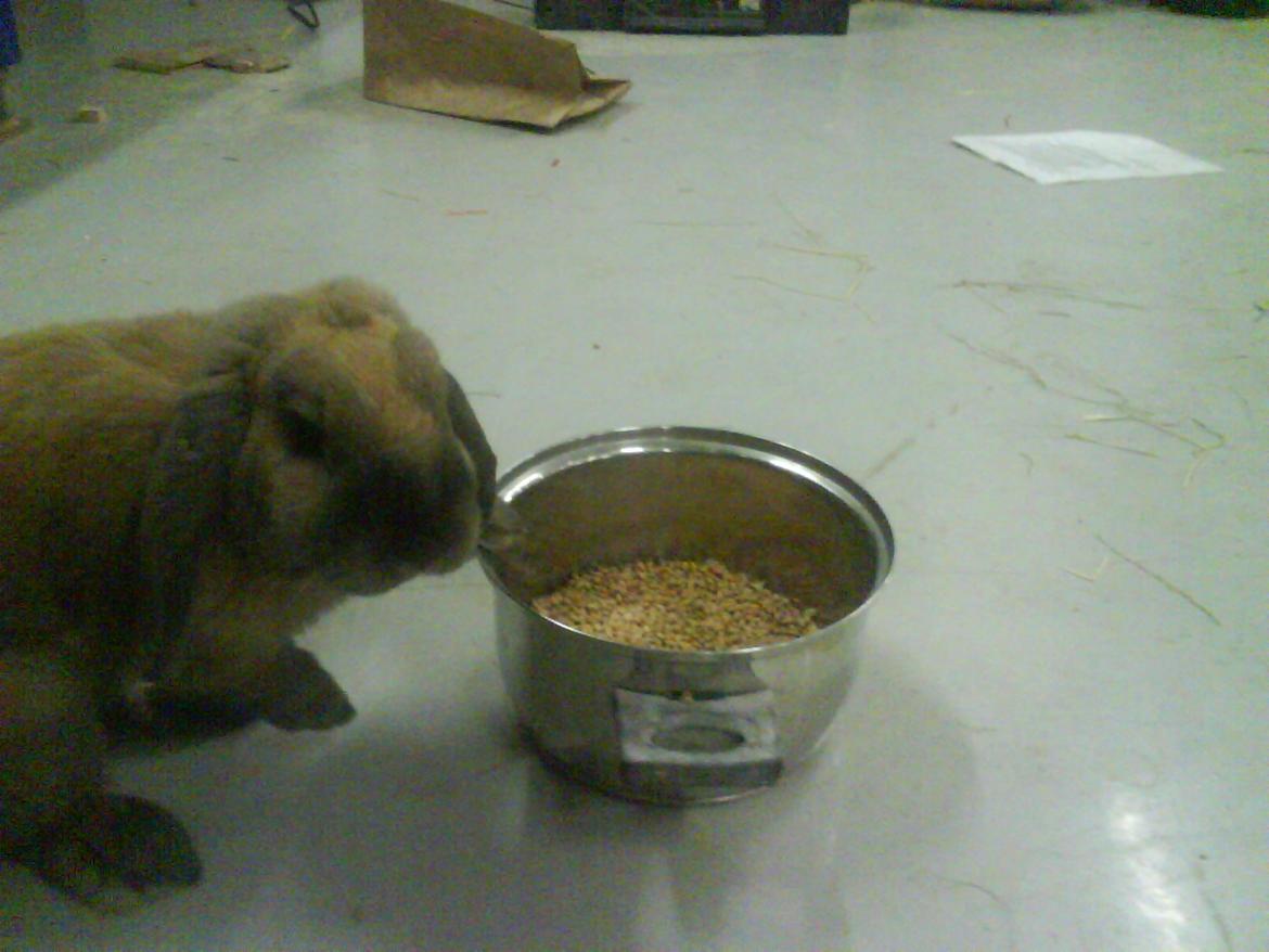 Kanin Buller - Buller elsker korn :-) billede 4