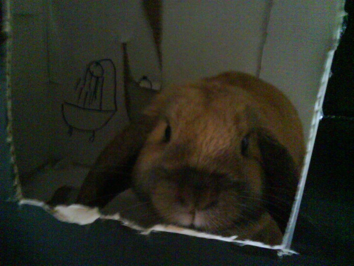 Kanin Buller - her sidder han i han papkasse hus billede 5