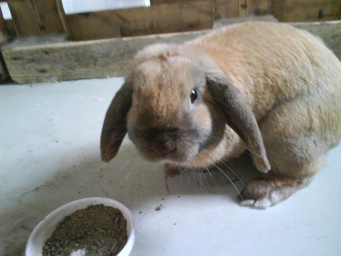 Kanin Buller - Buller elsker MAD :) 
men jeg håber i syntes godt om Buller`s profil 
læg gerne en kommentar billede 6