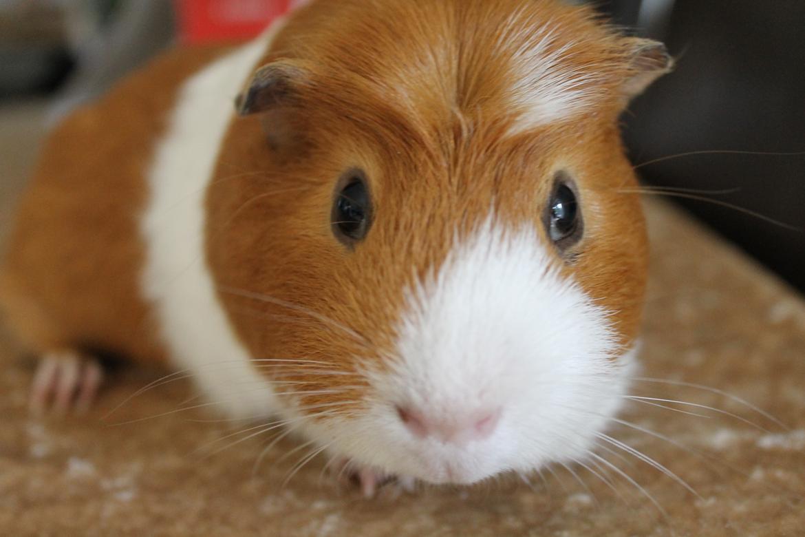 Marsvin Harry billede 6