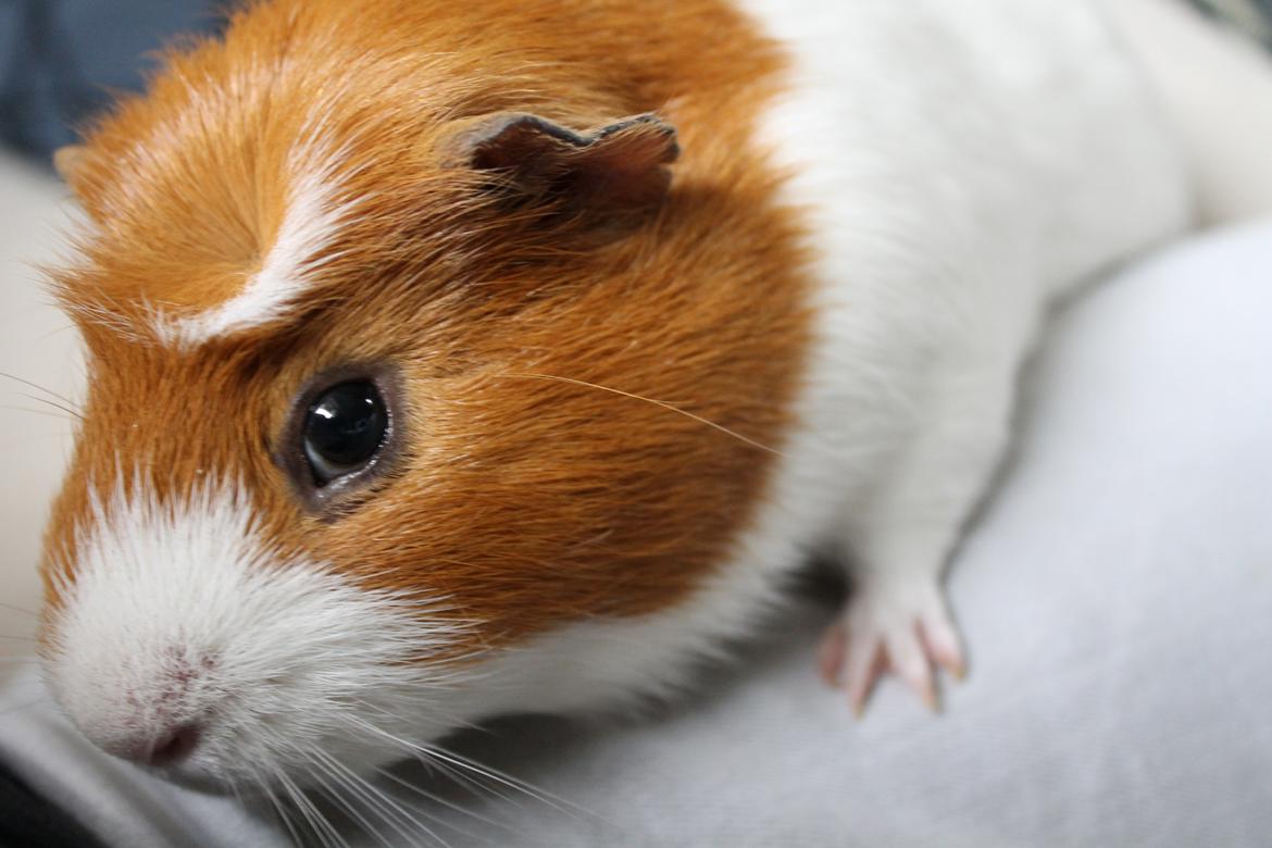 Marsvin Harry billede 12