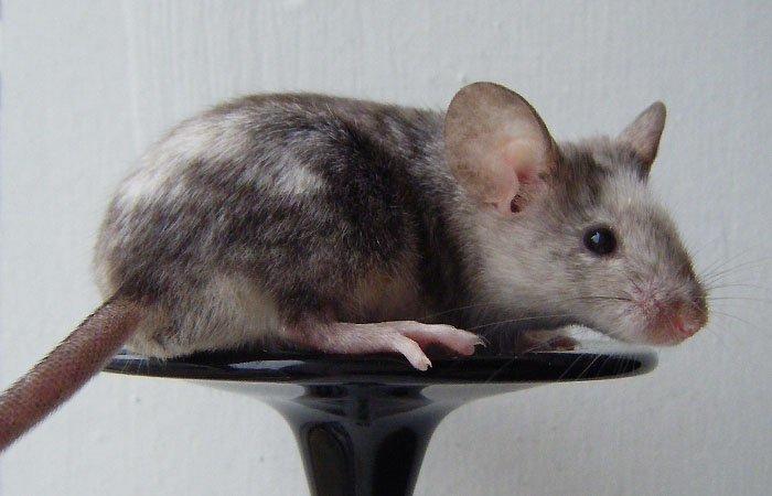 Mus leopold billede 1