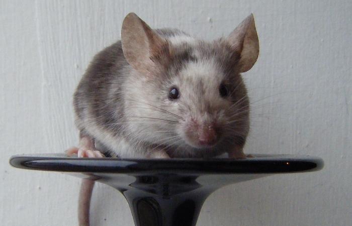 Mus leopold billede 2