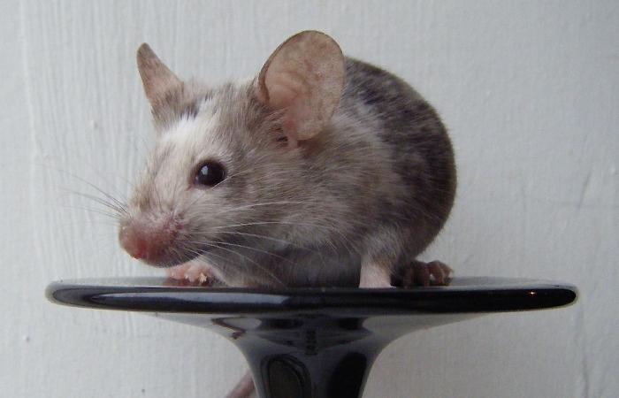 Mus leopold billede 3