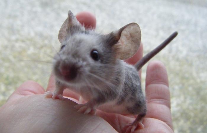 Mus leopold billede 5