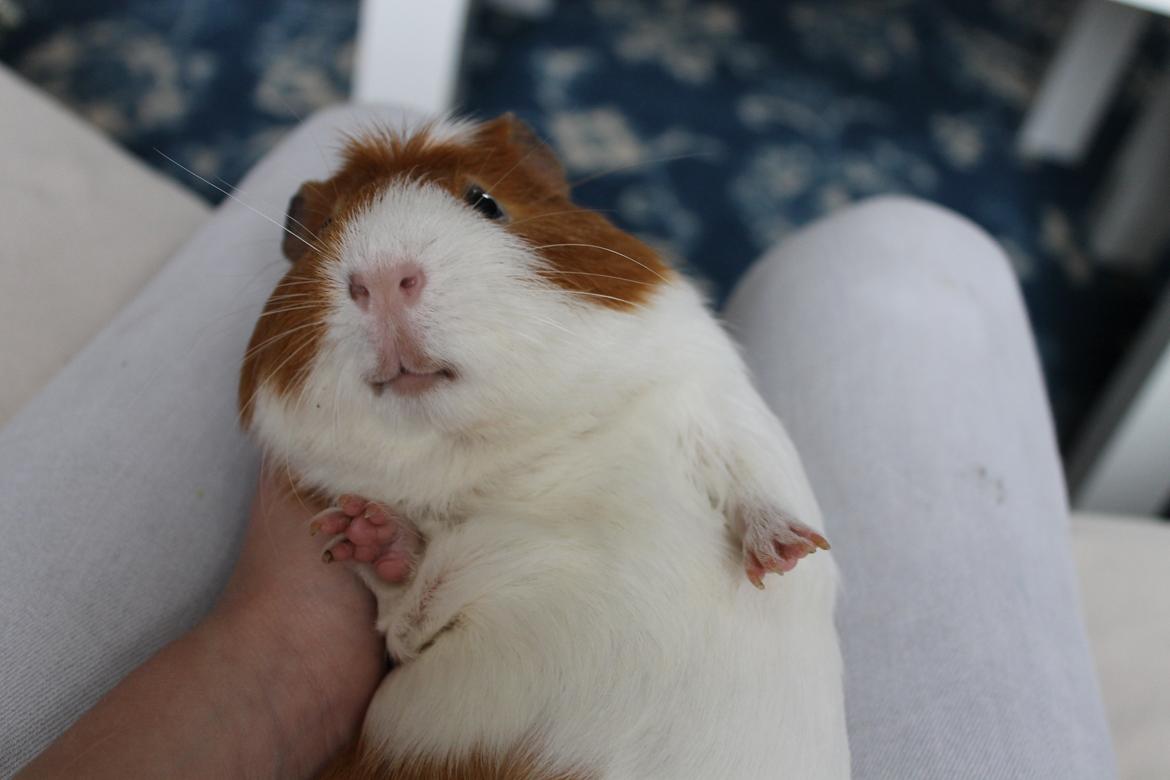 Marsvin Harry - Harry hygger på sin fødselsdag.. billede 3