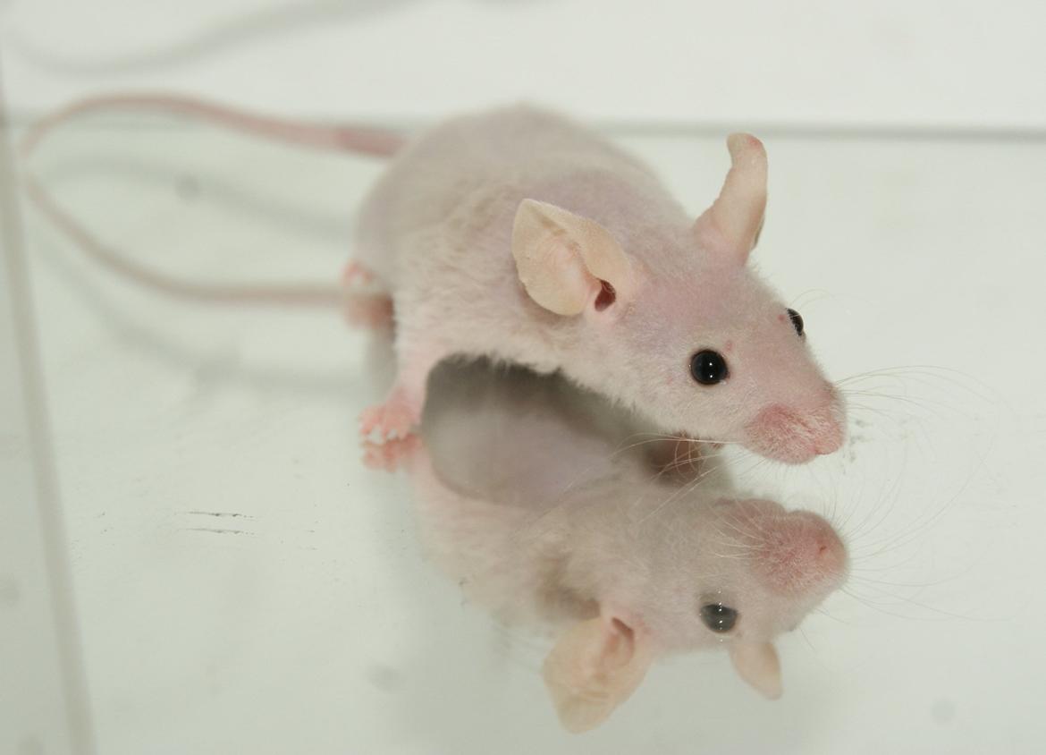 Mus hannibal billede 1