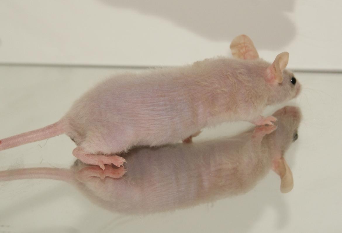 Mus hannibal billede 2