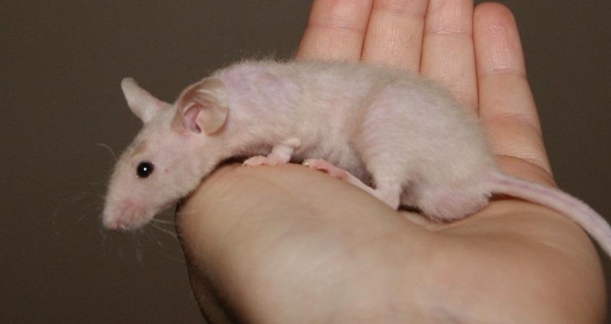 Mus hannibal billede 3