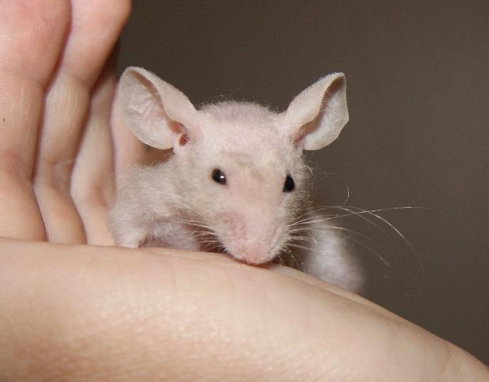 Mus hannibal billede 4