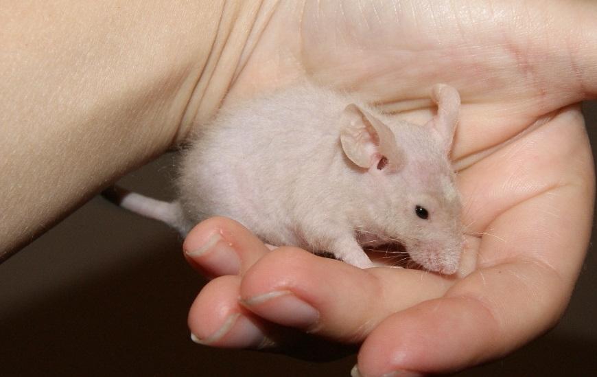 Mus hannibal billede 5