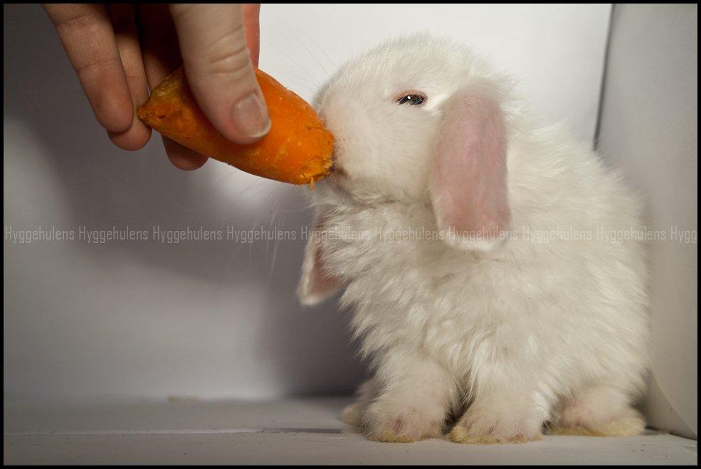 Kanin Hyggehulen's Barbosa billede 8