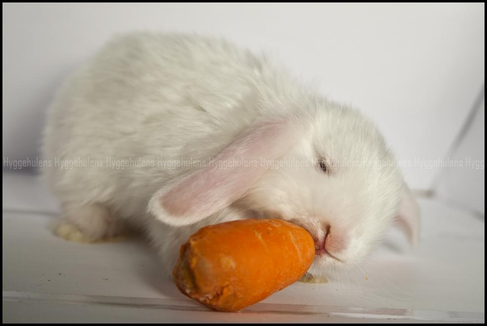 Kanin Hyggehulen's Barbosa billede 9