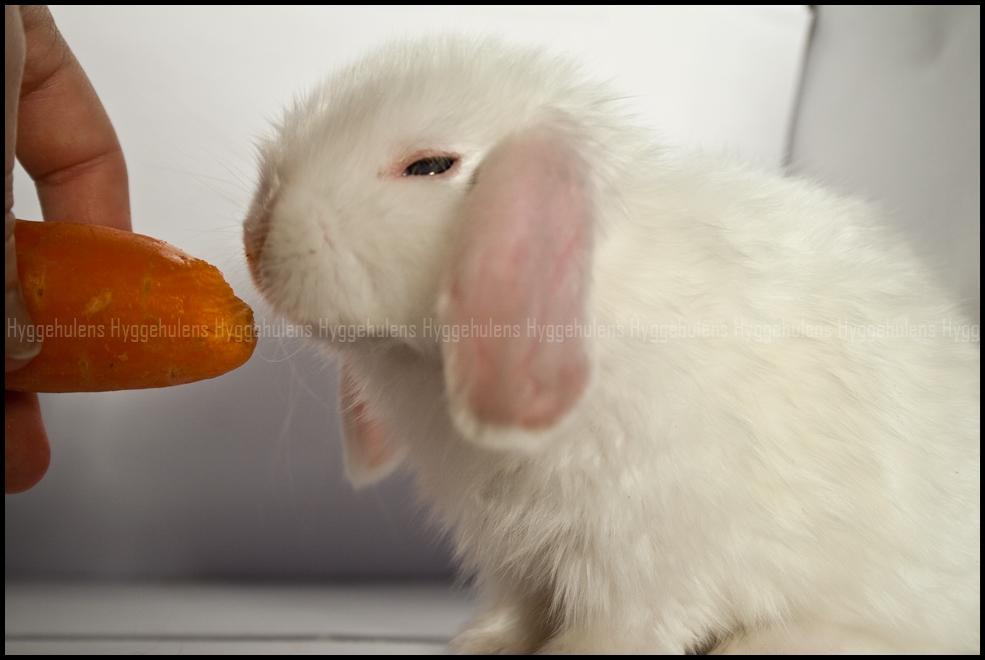 Kanin Hyggehulen's Barbosa billede 10