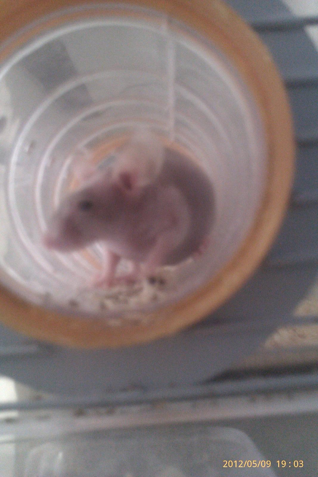 Mus mrs. nude billede 1