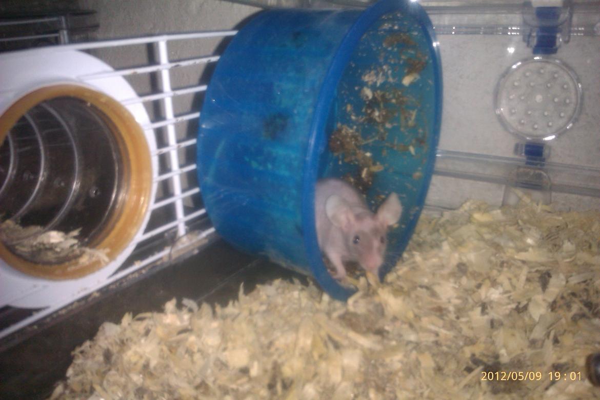 Mus mrs. nude billede 2