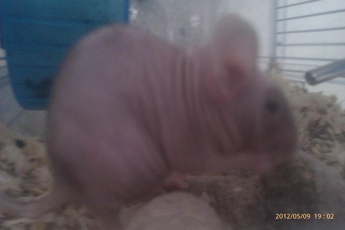 Mus mrs. nude billede 3