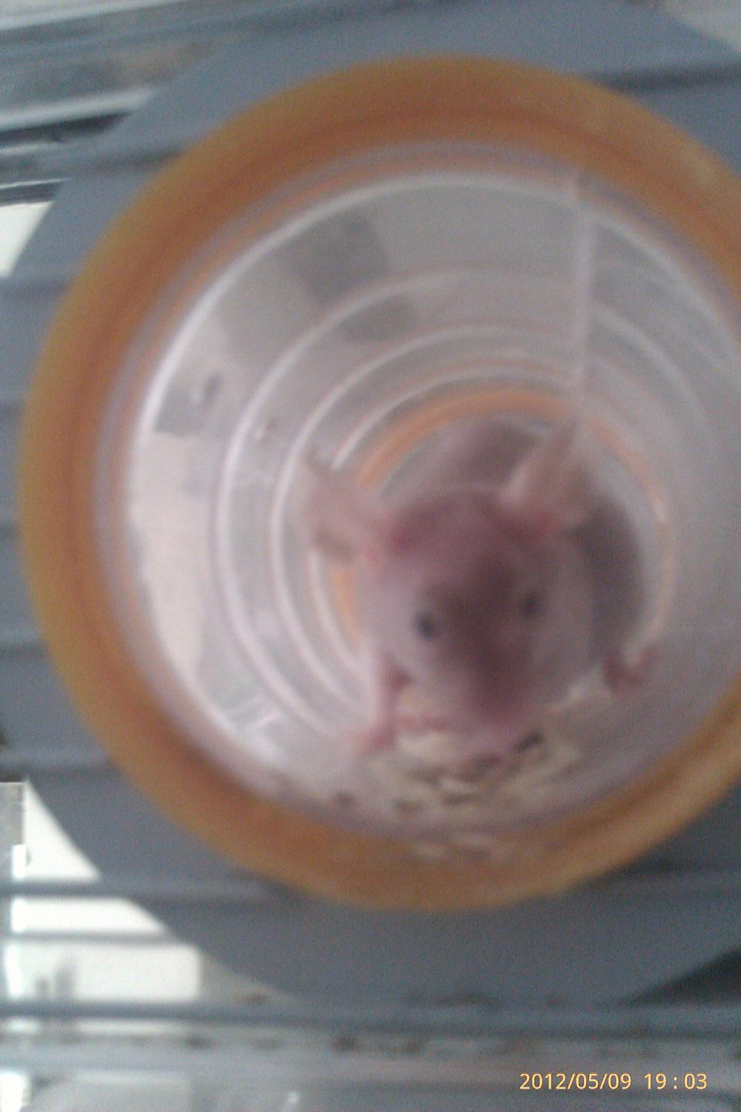 Mus mrs. nude billede 4