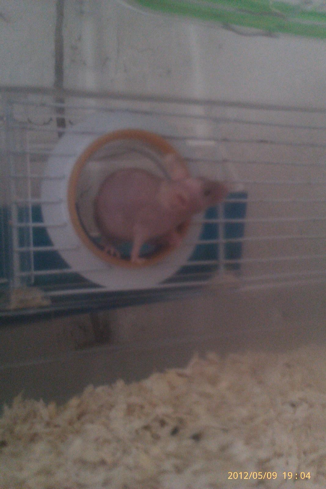 Mus mrs. nude billede 5