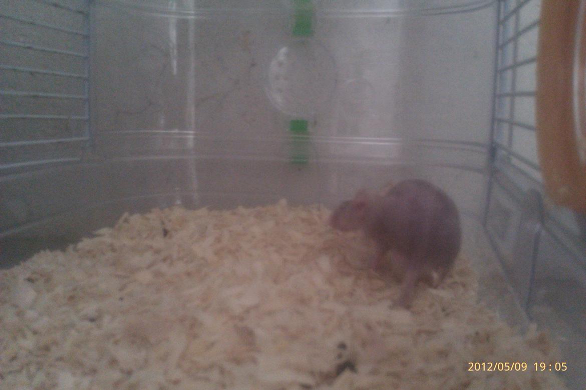 Mus mrs. nude billede 6