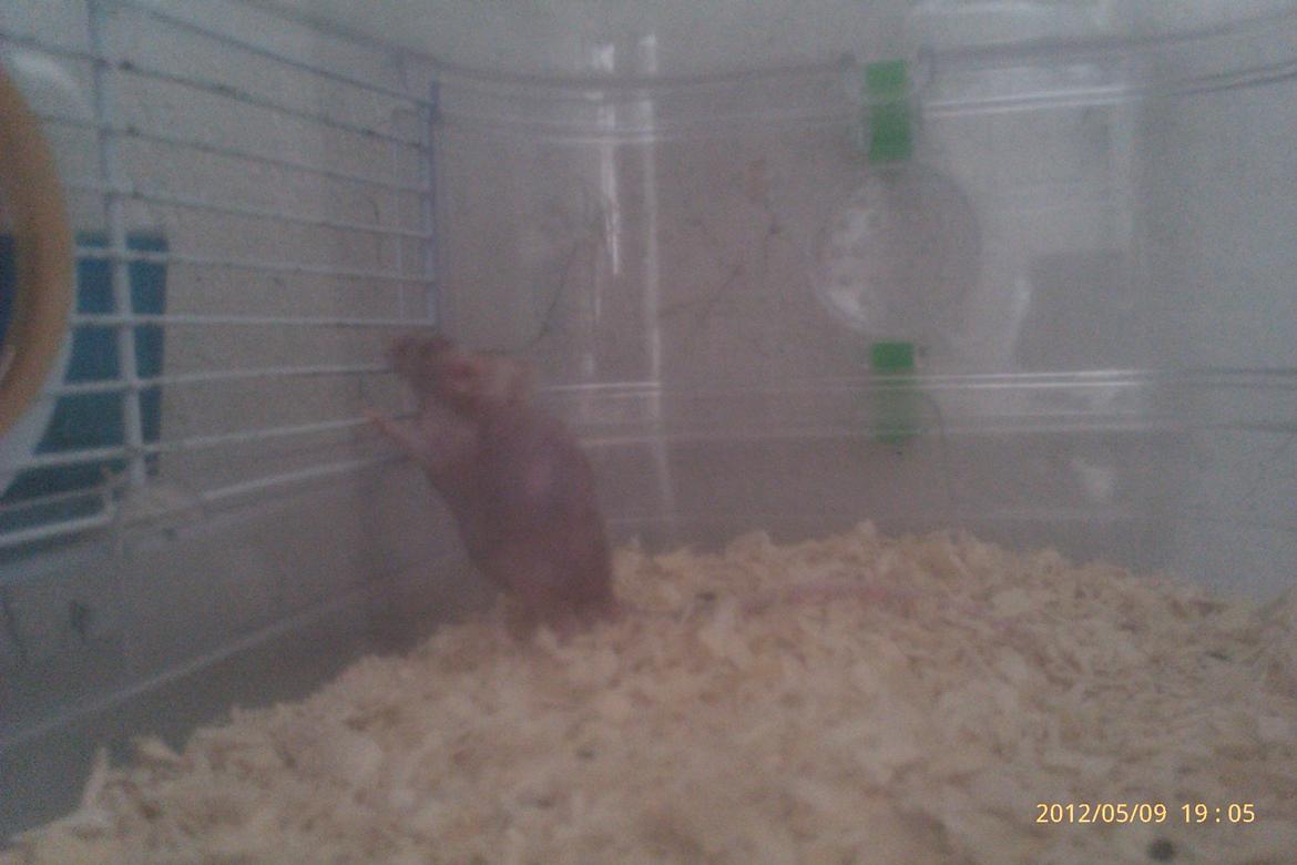 Mus mrs. nude billede 7