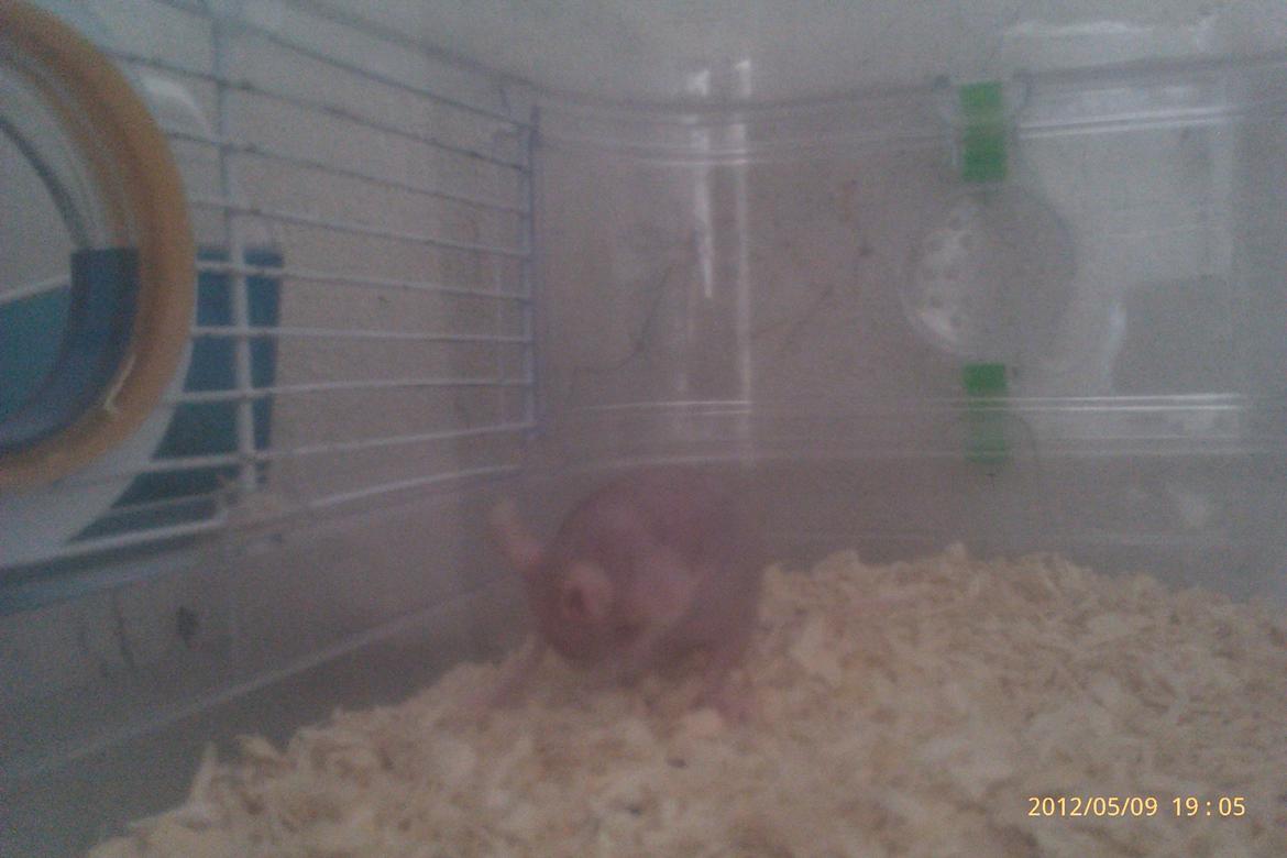 Mus mrs. nude billede 8