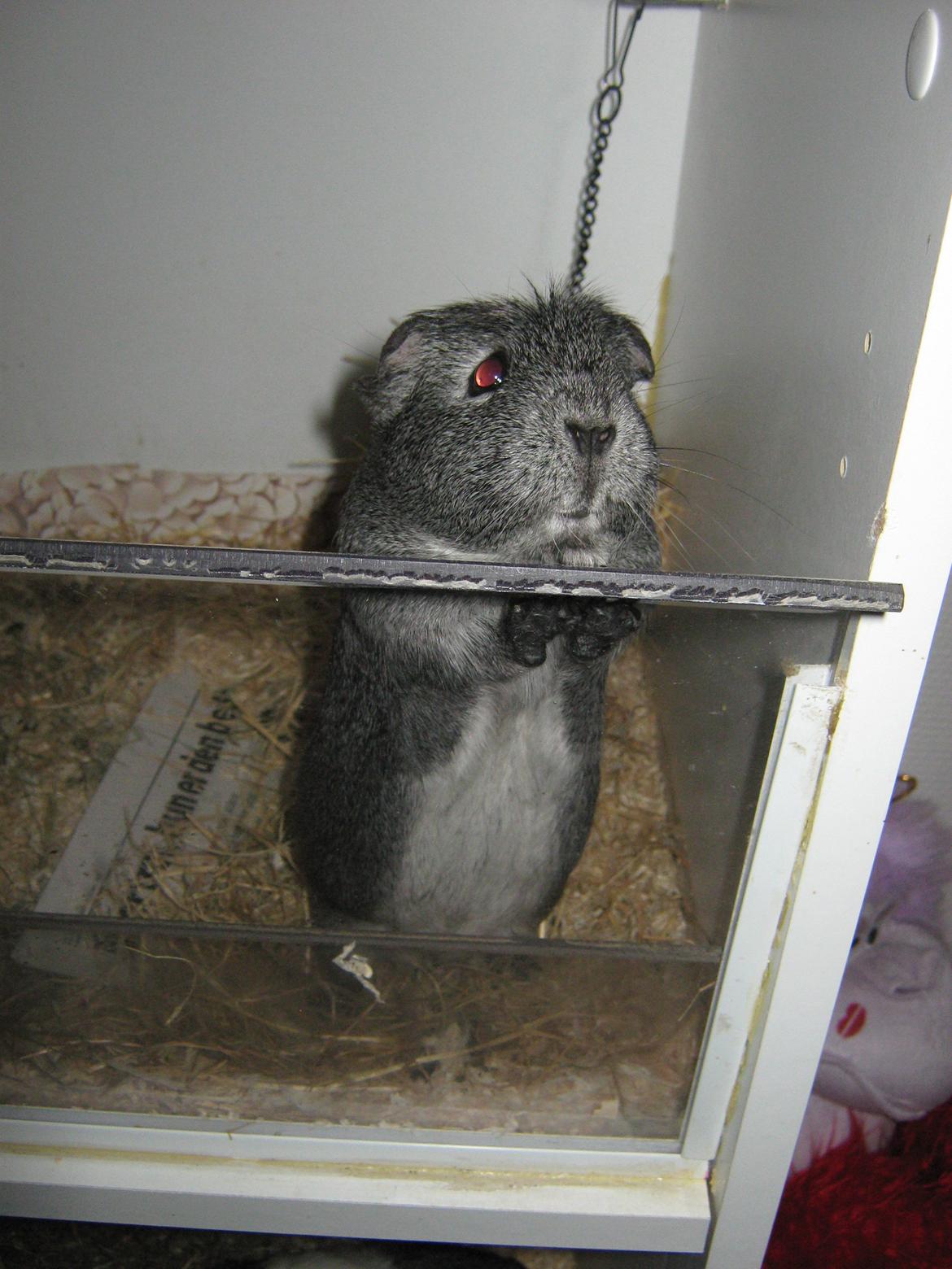 Marsvin Jasmin billede 1