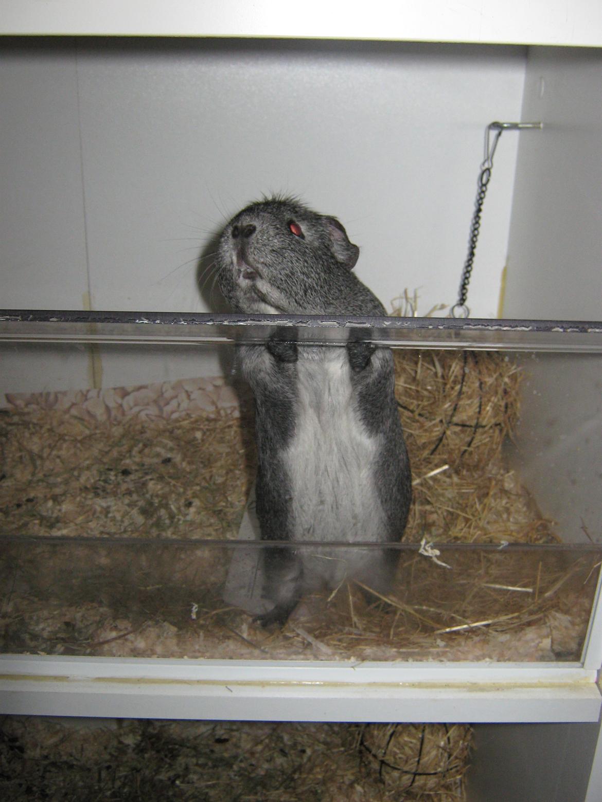 Marsvin Jasmin billede 2