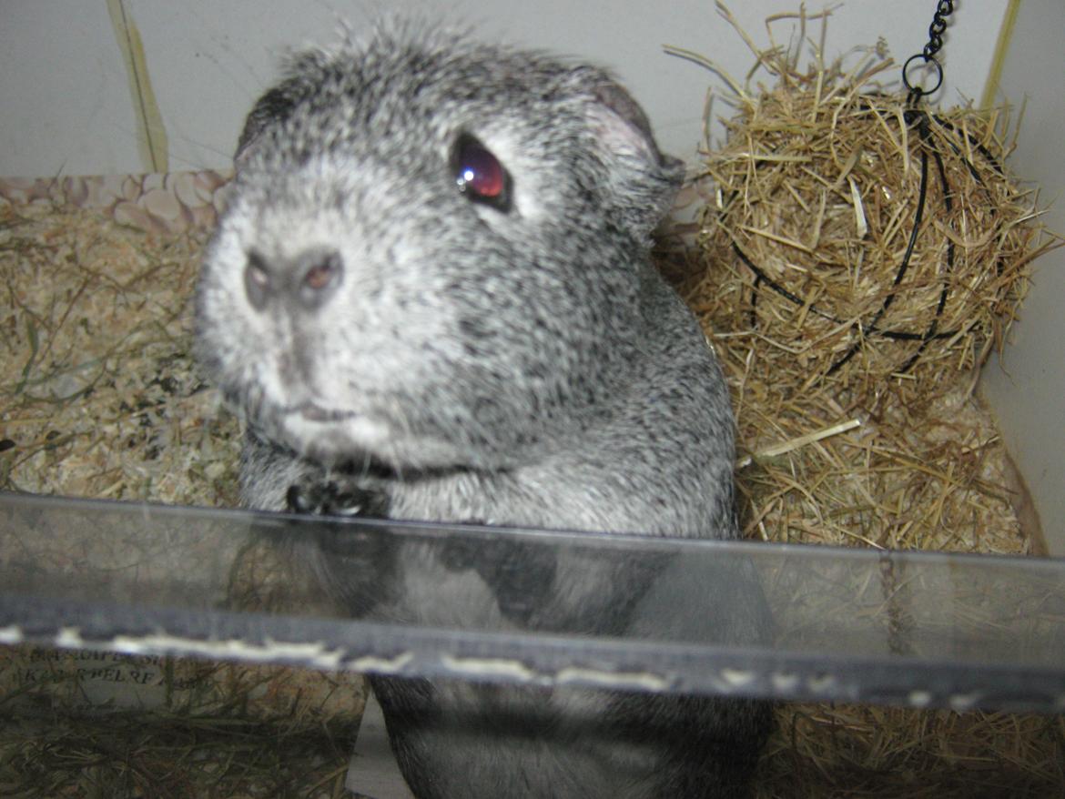 Marsvin Jasmin billede 3