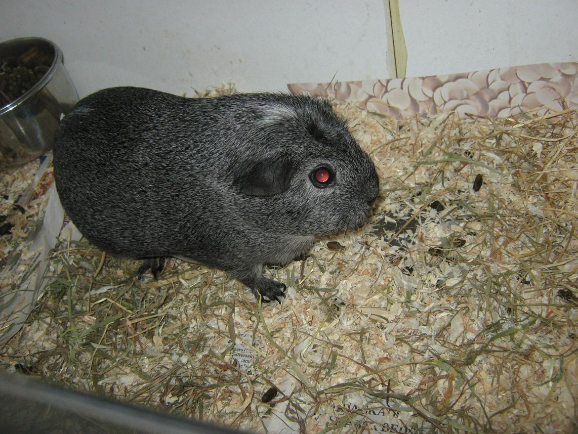 Marsvin Jasmin billede 4