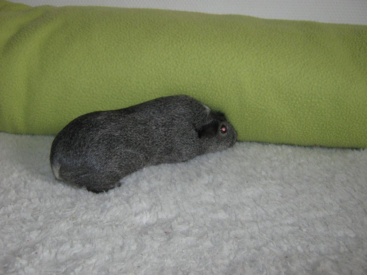 Marsvin Jasmin billede 5