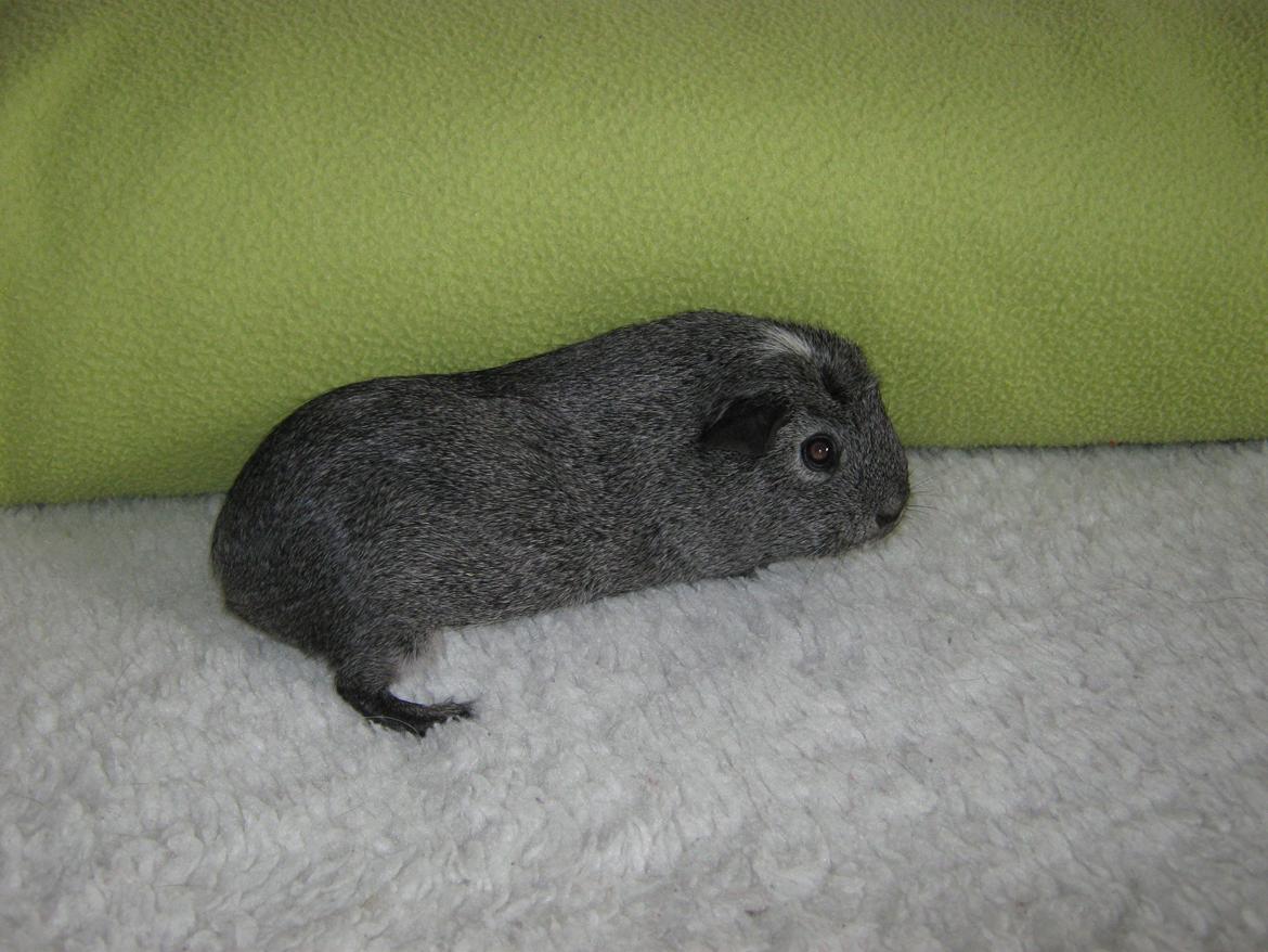 Marsvin Jasmin billede 6